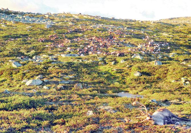 Some 323 dead wild reindeer struck by lightning are seen littering a hill side on Hardangervidda mountain plateau.