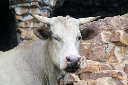 Passenger train mows down three cows in Gurugram