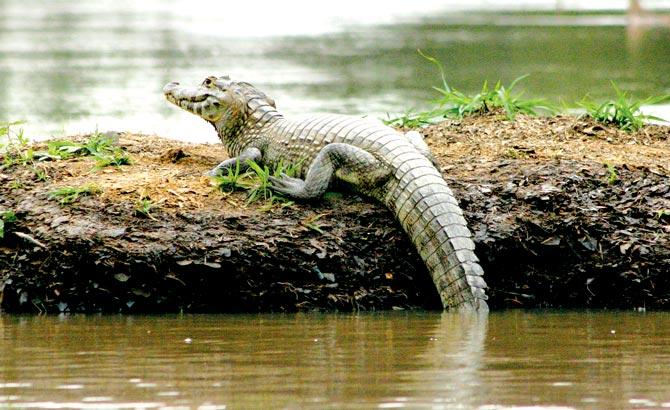 The caiman is one of the many wild creatures that will make their presence felt on the golf course over the next two weeks in Rio. Pics/Getty Images