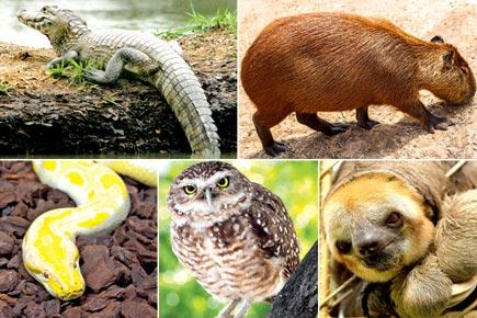 Rio Olympics: Golfers to tackle crocodiles, rodents and sloths