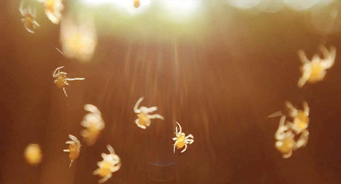 A close shot of underwater insects 
