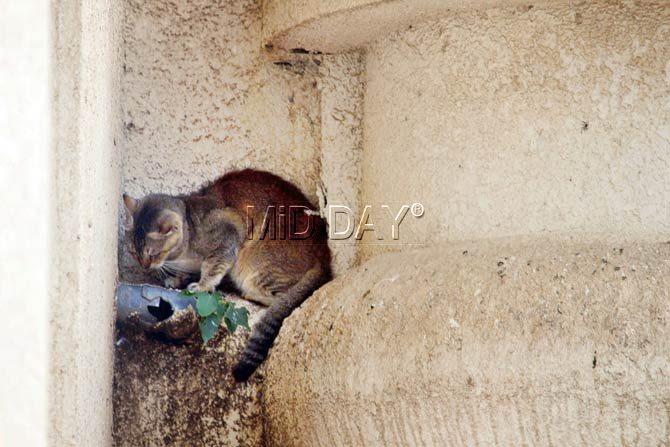 One of the frightened cats hiding near a pipe in the building