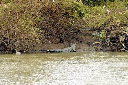 Mahad tragedy: Over 50 crocodiles infest Savitri