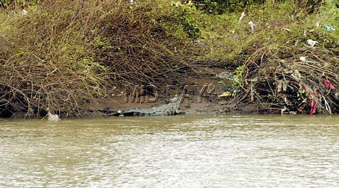 There are some 50 crocodiles within 20 km of the collapse site. Pics/Pradeep Dhivar