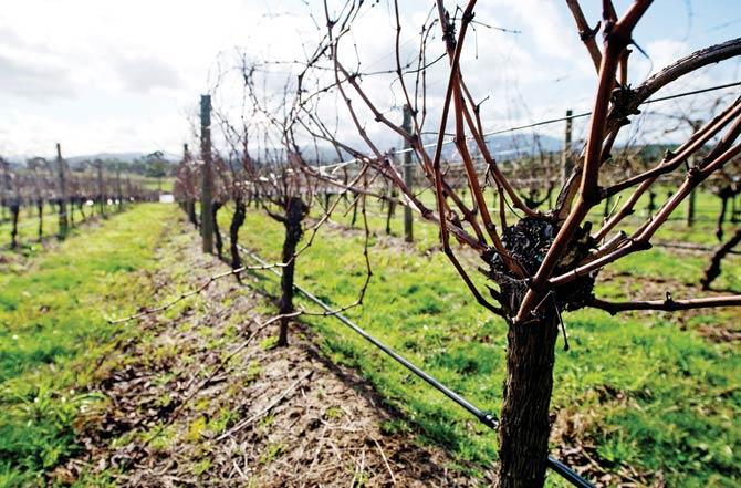 Winter vines at the Dominique Portet winery in the Yarra Valley town of Coldstream, east of Melbourne in Australia. Pic/AFP