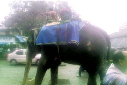 Mumbai: Elephant vanishes in this big city!