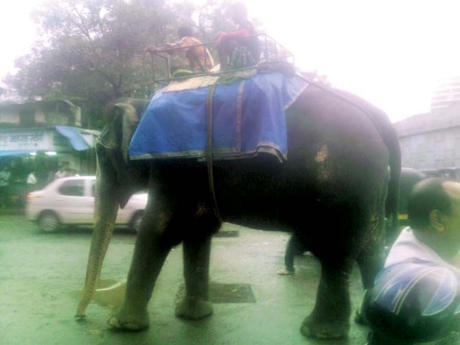 A local took a picture of the elephant walking around in Dahisar with the mahout on its back, begging for money