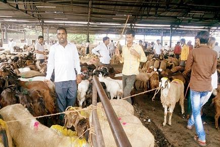 Mumbai: It's curtains for goat slaughter!