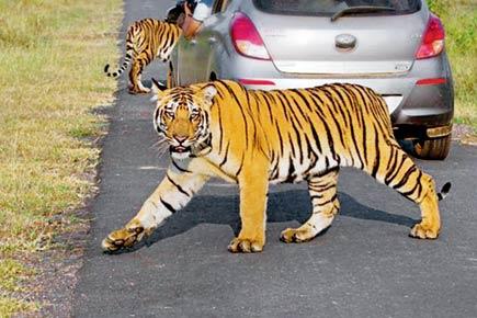 Large tiger sighted in Bhandara, forest officials hope it is Jai