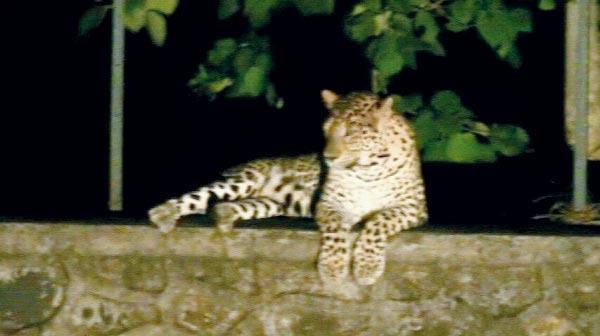 One of the leopards seen sitting on the boundary wall of the Sanjay Gandhi National Park. Pic/Paws-Mumbai