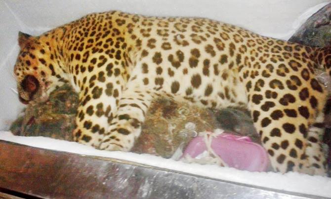 By the time it was shot by the Thane Forest Territorial team the leopard had killed 11 animals, including the cow