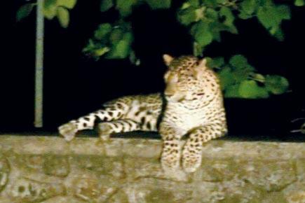 Mumbai: Locals spot leopard sitting on boundary wall of SGNP