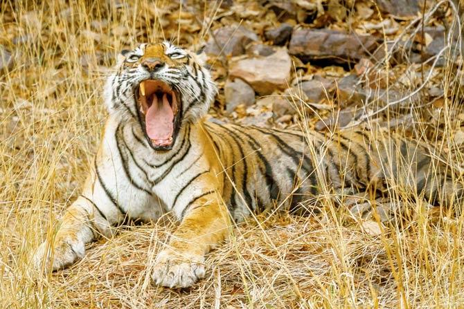 Machli was one of the most photographed tigers in the country. This picture was clicked by wildlife photographer Pranad Patil
