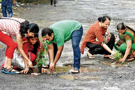 Mumbai: Kandivli residents plant saplings in potholes!