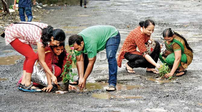 Residents of Charkop Sector 8 plant saplings in potholes in Mahavirnagar to draw officials’ attention. Pic/Nimesh Dave