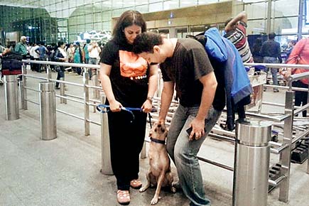 US-based couple spend Rs 3 lakh to ensure Mumbai stray dog flies with them