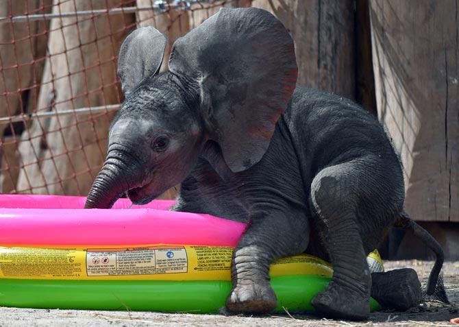 Baby elephant Ayo plays runs through his enclosure at the Bergzoo zoo in Halle (Saale) near Leipzig, eastern Germany