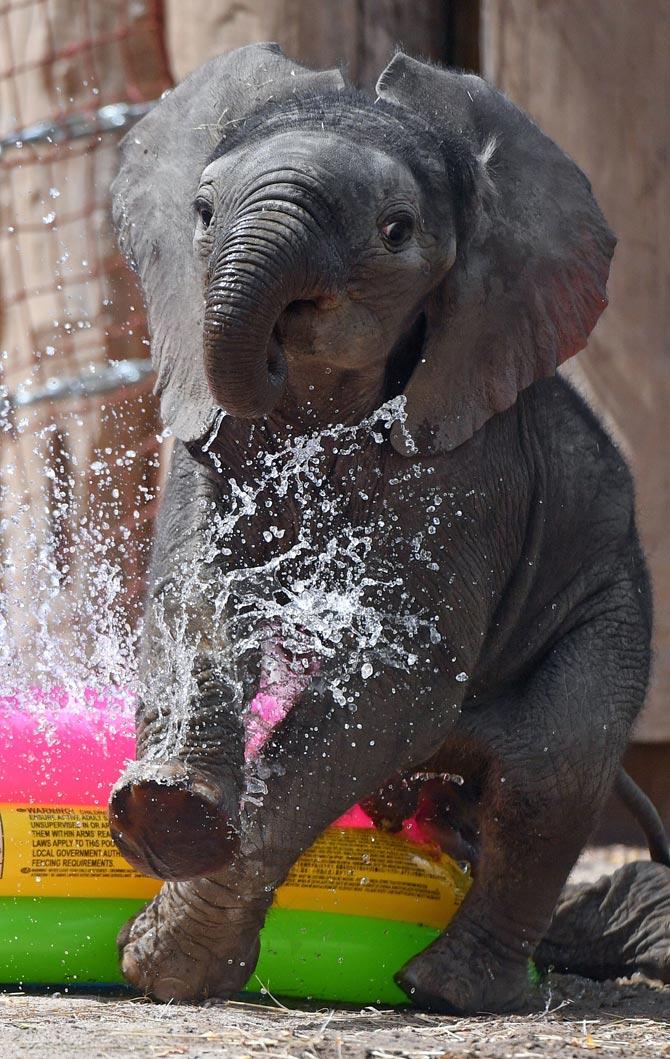 Baby elephant Ayo plays runs through his enclosure at the Bergzoo zoo in Halle (Saale) near Leipzig, eastern Germany