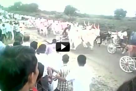 Video: Miraculous escape for man after being run over by bullock carts