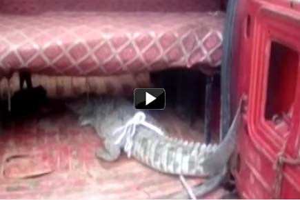 Watch Video: Crocodile enters flood-ravaged UP village