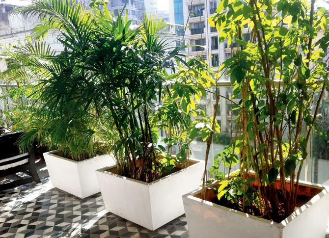 Kangana Ranaut’s garden has a green wall to keep prying eyes at bay