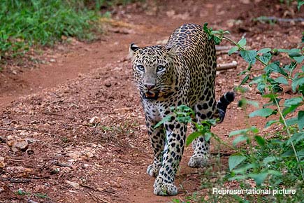 Leopard found living in Delhi's Yamuna Biodiversity Park