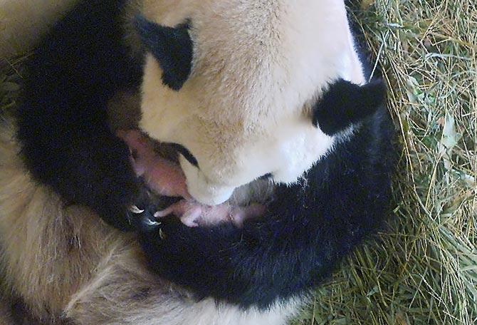 Giant panda Yang Yang became mother to twins at the Tiergarten Schönbrunn zoo in Vienna
