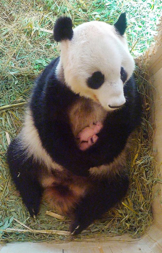 Giant panda Yang Yang became mother to twins at the Tiergarten Schönbrunn zoo in Vienna