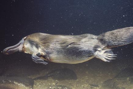 Diabetes may have a new cure in Platypus venom