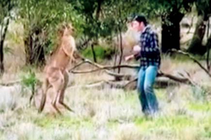 Viral Video: Ultimate showdown! Man punches kangaroo to save dog