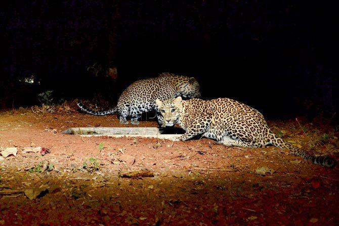 Leopards skulk in Aarey Colony. SGNP has 35 leopards, seven of which are in Aarey. Pic/Ranjeet Jadhav