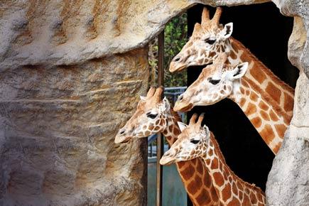 Giraffes heading for 'silent extinction'