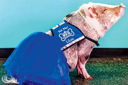 Meet Dr Do'Little'! Adorable pig 'treats' stressed fliers at this airport