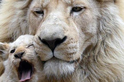 This adorable image of a white lion and cub will melt your heart
