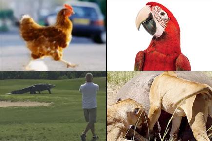 Hard to believe but true! A look at 5 bizarre incidents involving animals