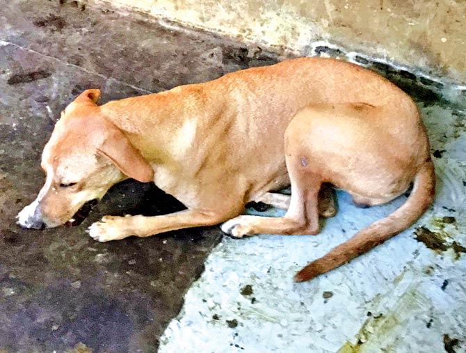 The stray dog that had viciously attacked a 12-year-old girl in Vasai on Thursday