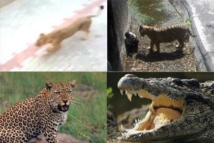 Terrifying! When animals went on a rampage