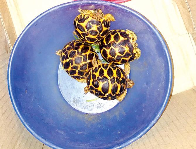The Star Tortoises that were recovered from a pet shop in Nalasopara West