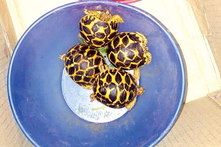 Mumbai: Four Star Tortoises rescued from pet shop, owner arrested