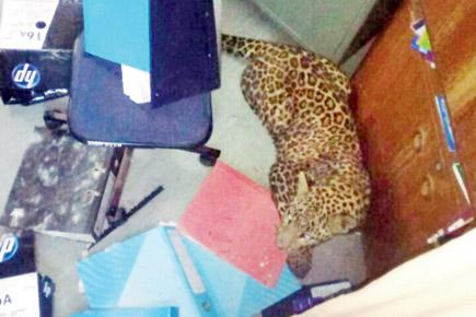 Leopard trapped in Pune college kitchen; rescued after 4 hours