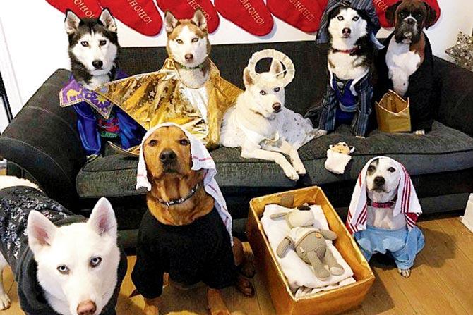 The pack, including five Siberian huskies, a boxer, a Rottweiler cross and a staffie posed for the camera as Mary, Joseph, the three wise men, a shepherd, an angel and the star of Bethlehem. Pic/Cold stone via Youtube
