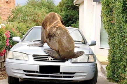 Seal-ed with a dent! Giant seal decides to sit on cars after nice stroll