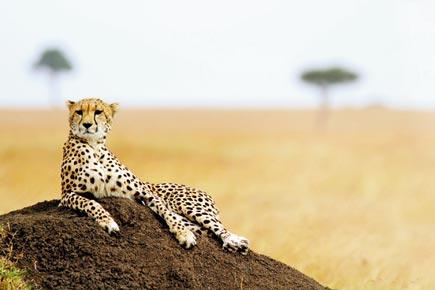 Cheetahs racing towards extinction as population declines