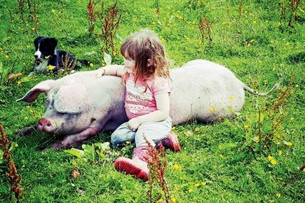 A pig whisperer? This 3-year-old girl has ditched toys to talk to piglets