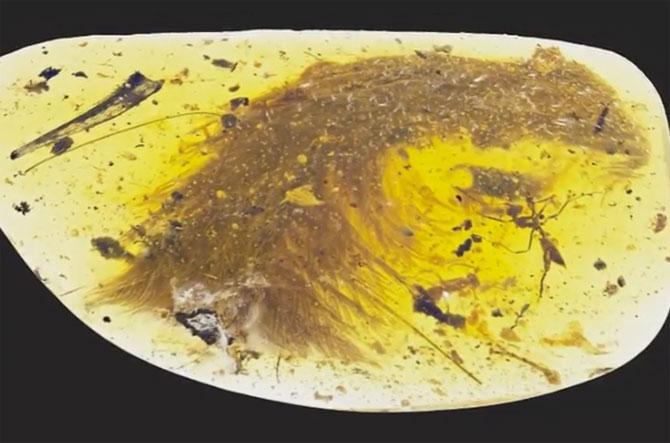 Dinosaur tail discovered trapped in Myanmar amber