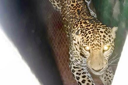 Mumbai: Forest department to release Aarey leopard soon
