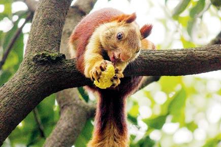 Squirrel to Bhimashankar for four new nature trails