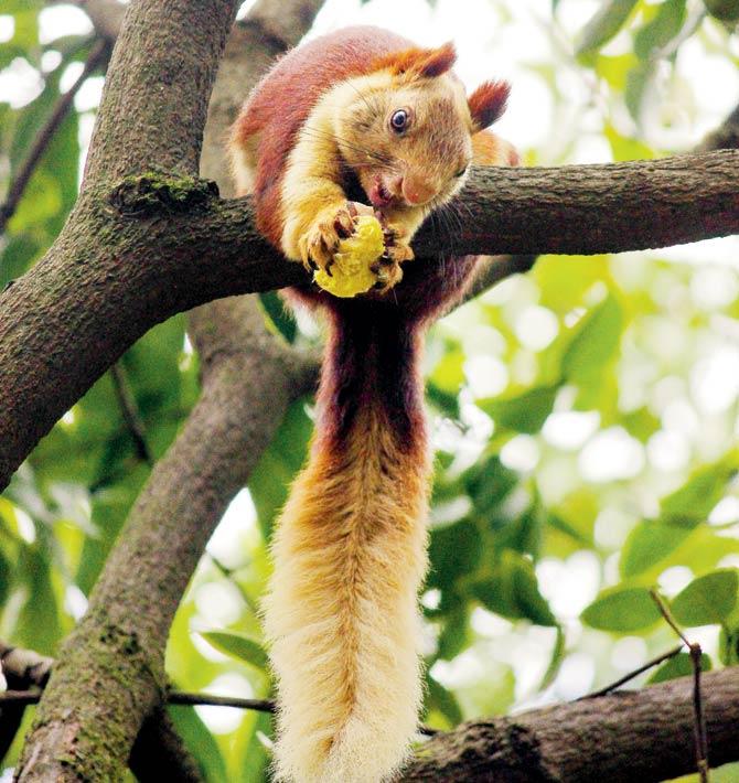 Bhimashankar is home to the Giant Indian Squirrel. Pic/Adwait Jadhav