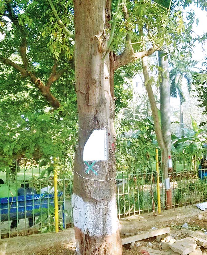 A tree at the garden has been marked for cutting