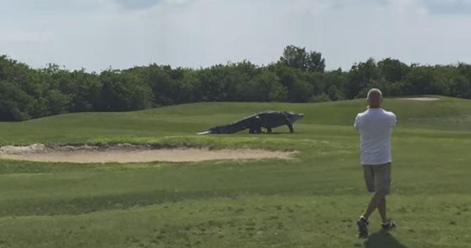 Alligator enters golf course